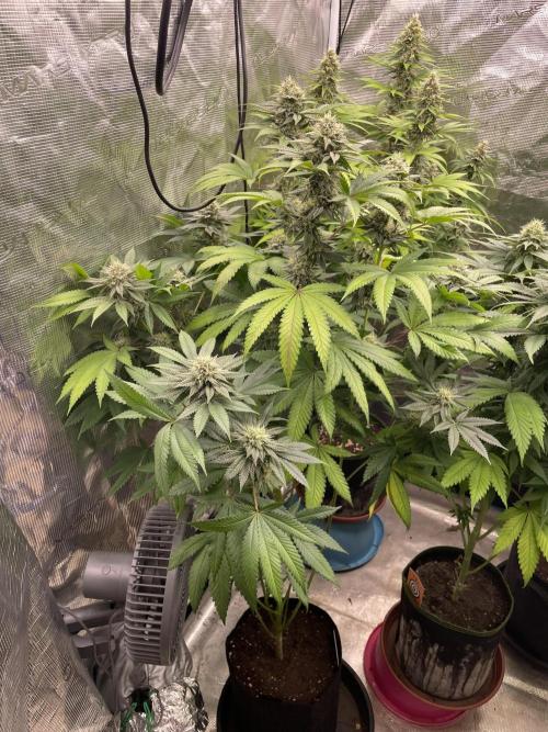 C.C.G / O.S.S Grow Event Citrus Slurp. Week 14