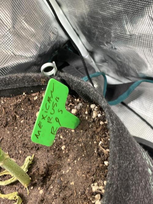 Mexican rush. Week 13