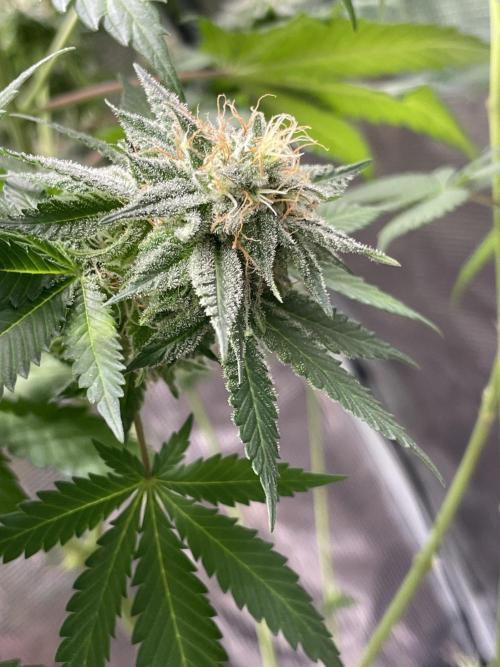 Mexican rush. Week 13