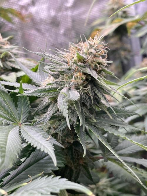 Mexican rush. Week 13