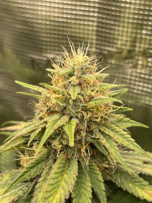 Mexican rush. Week 13