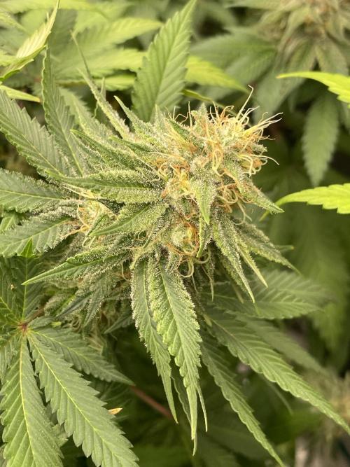 Mexican rush. Week 13