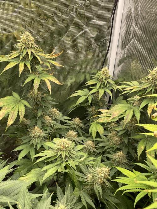 Mexican rush. Week 13