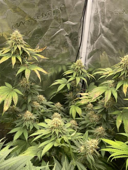 Mexican rush. Week 13