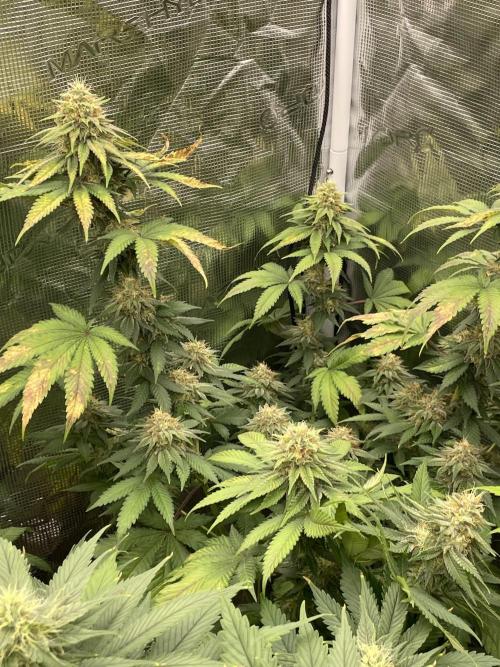 Mexican rush. Week 13
