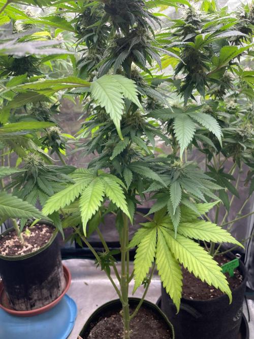 Cherry 🍒 Dream 💭. Week 13