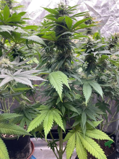 Cherry 🍒 Dream 💭. Week 13