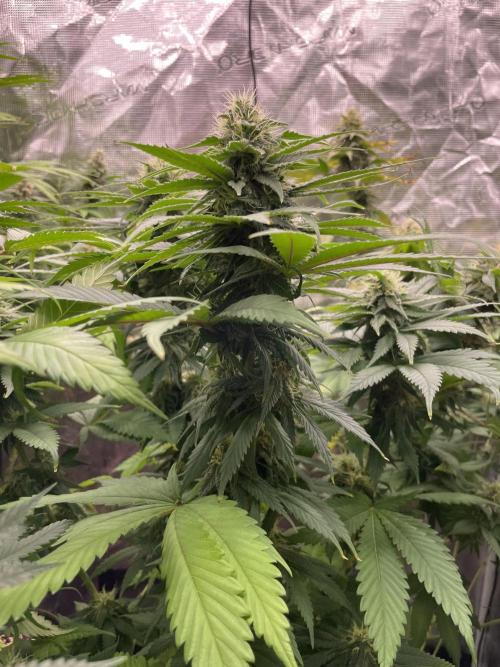 Cherry 🍒 Dream 💭. Week 13