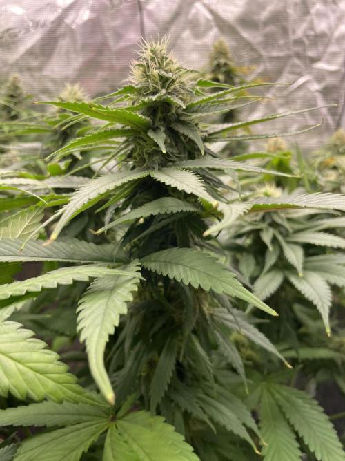 Cherry 🍒 Dream 💭. Week 13