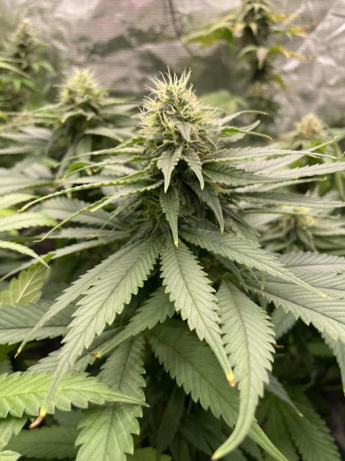 Cherry 🍒 Dream 💭. Week 13
