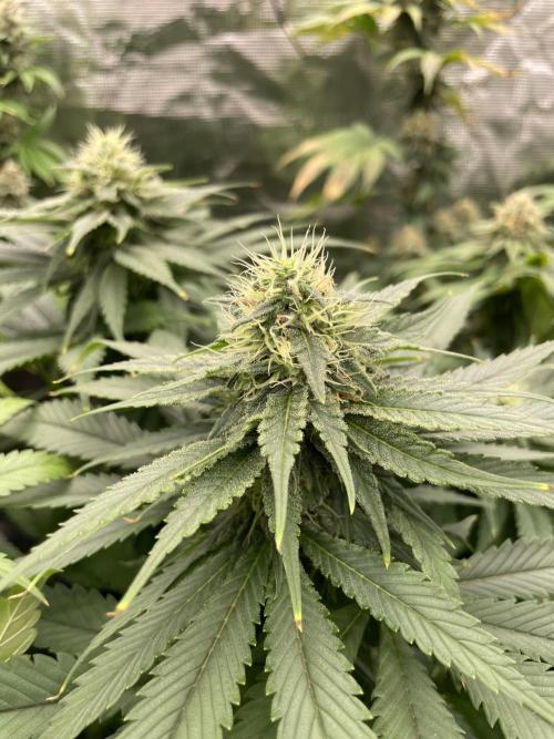 Cherry 🍒 Dream 💭. Week 13