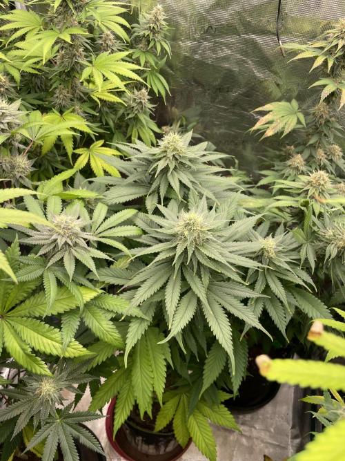 Cherry 🍒 Dream 💭. Week 13