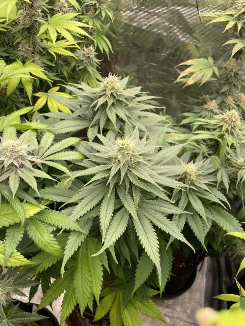 Cherry 🍒 Dream 💭. Week 13