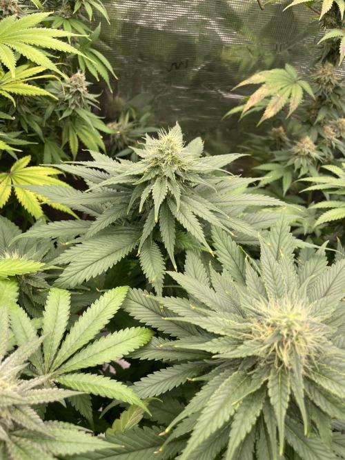 Cherry 🍒 Dream 💭. Week 13