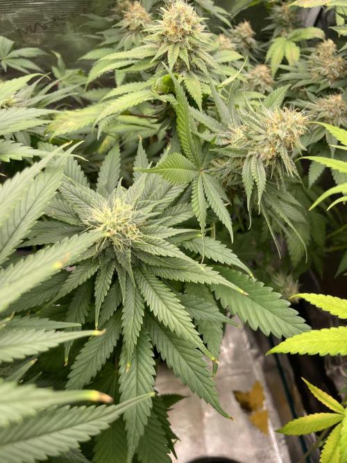 Cherry 🍒 Dream 💭. Week 13