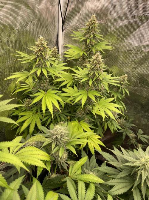 Northern lights. Week 13