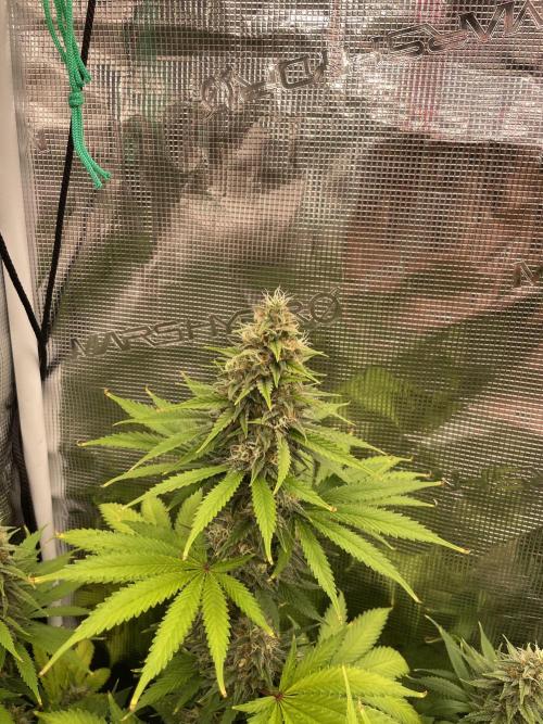 Northern lights. Week 13
