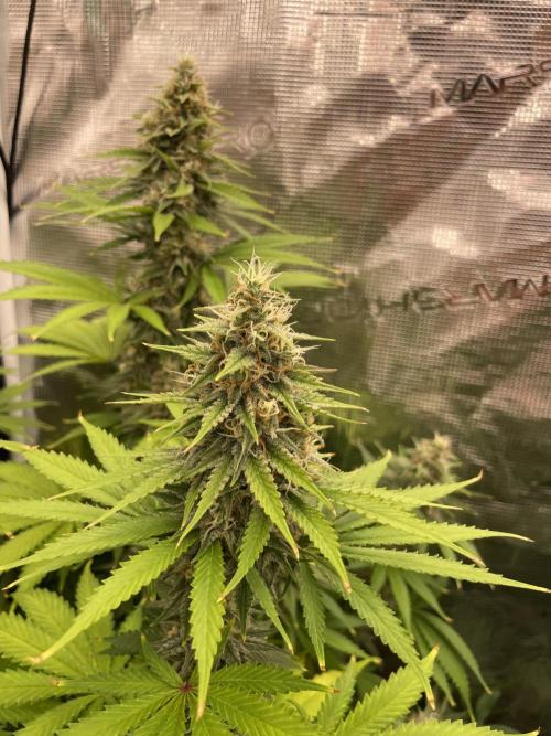 Northern lights. Week 13