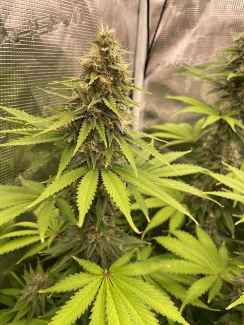 Northern lights. Week 13