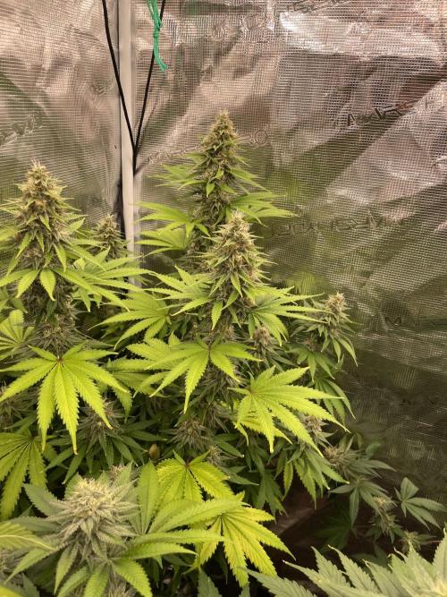 Northern lights. Week 13