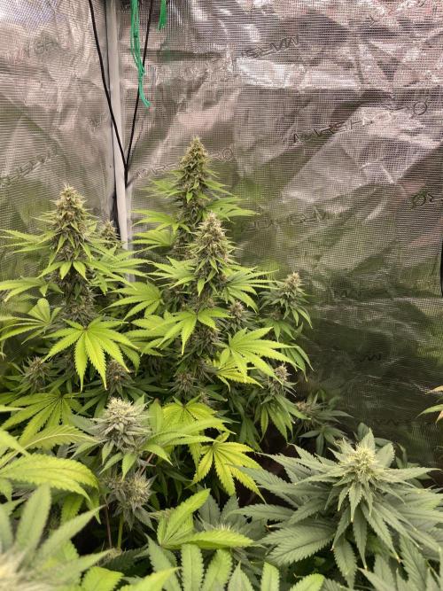 Northern lights. Week 13