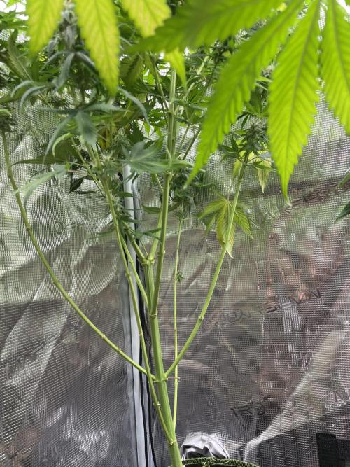 Northern lights. Week 13