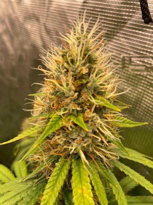 C.C.G / O.S.S Grow Event Poison cookies. Week 15