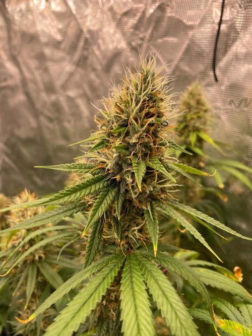 C.C.G / O.S.S Grow Event Poison cookies. Week 15
