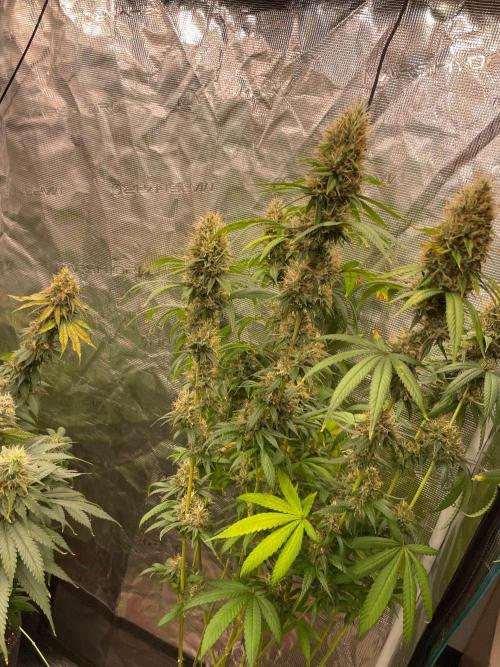 C.C.G / O.S.S Grow Event Poison cookies. Week 15