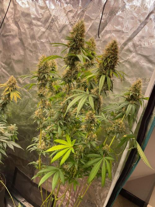 C.C.G / O.S.S Grow Event Poison cookies. Week 15