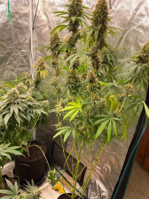 C.C.G / O.S.S Grow Event Poison cookies. Week 15