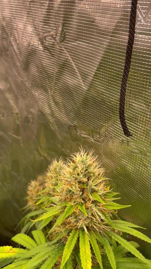 C.C.G / O.S.S Grow Event Poison cookies