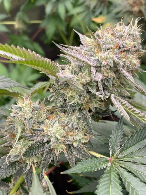 C.C.G / O.S.S Grow Event Citrus Slurp. Week 15