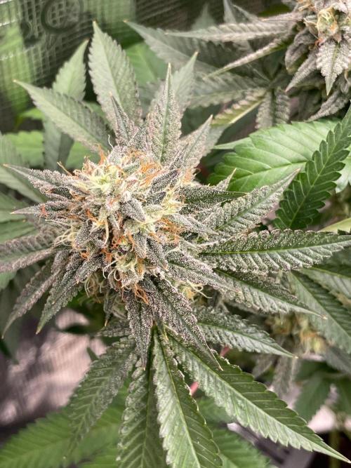 C.C.G / O.S.S Grow Event Citrus Slurp. Week 15
