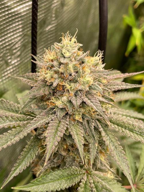 C.C.G / O.S.S Grow Event Citrus Slurp. Week 15