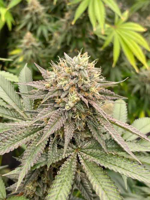 C.C.G / O.S.S Grow Event Citrus Slurp. Week 15
