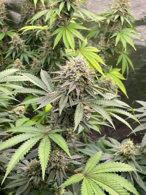 C.C.G / O.S.S Grow Event Citrus Slurp. Week 15