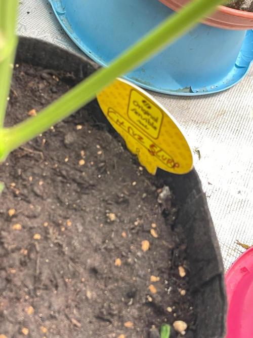 C.C.G / O.S.S Grow Event Citrus Slurp. Week 15