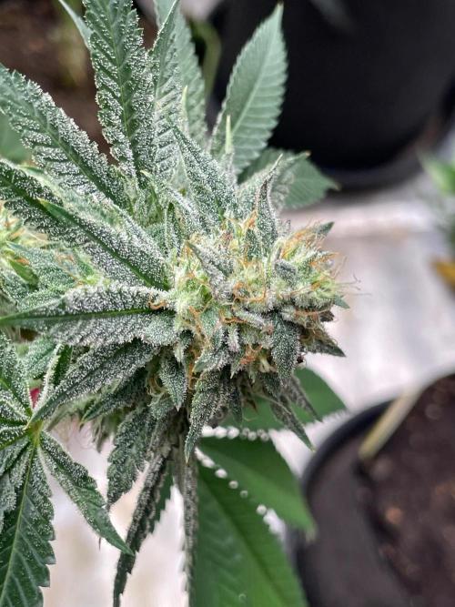 C.C.G / O.S.S Grow Event Citrus Slurp. Week 15