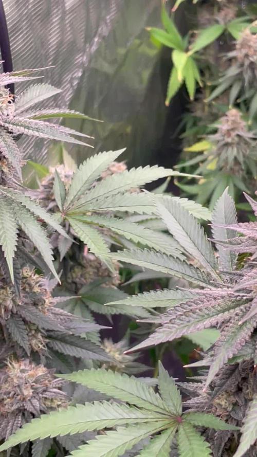 C.C.G / O.S.S Grow Event Citrus Slurp