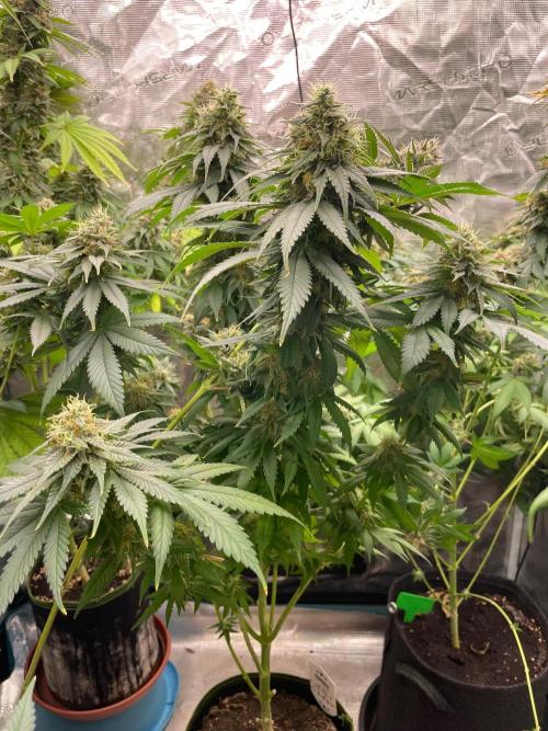 Cherry 🍒 Dream 💭. Week 14
