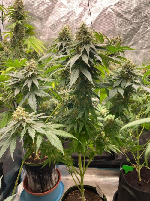 Cherry 🍒 Dream 💭. Week 14