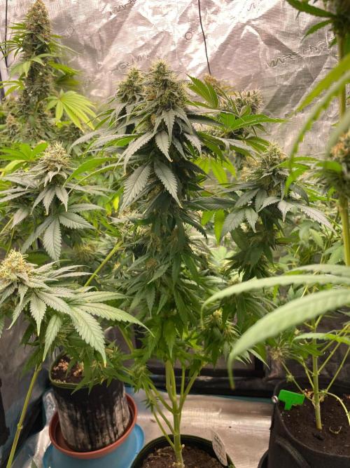 Cherry 🍒 Dream 💭. Week 14
