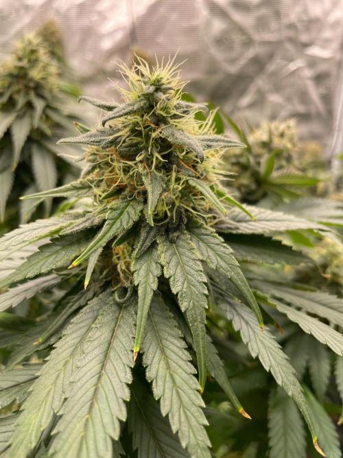 Cherry 🍒 Dream 💭. Week 14