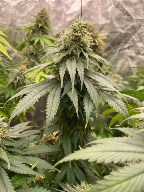 Cherry 🍒 Dream 💭. Week 14