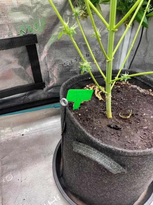 Mexican rush. Week 14