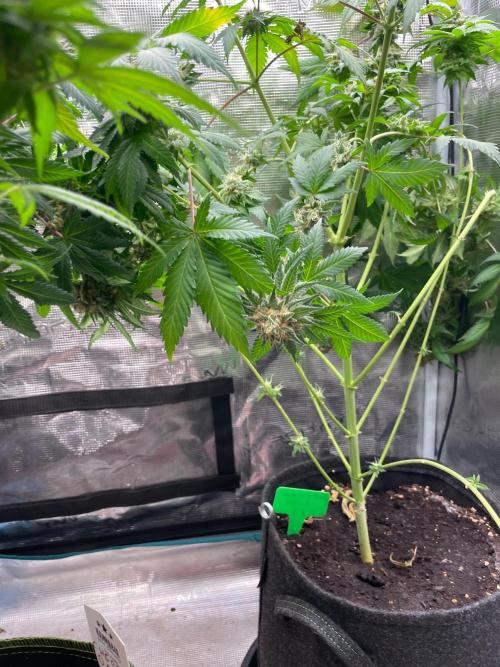 Mexican rush. Week 14
