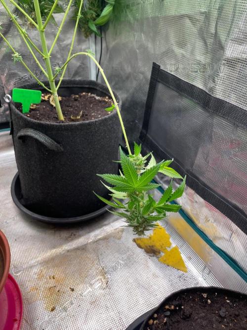 Mexican rush. Week 14