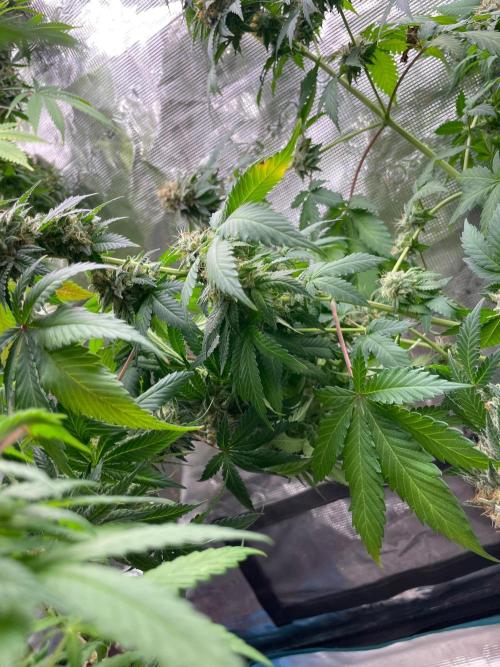 Mexican rush. Week 14