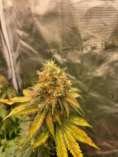 Mexican rush. Week 14